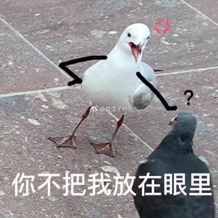网友给特朗普算了一次命,都快被网友玩坏了,这算的准不准啊