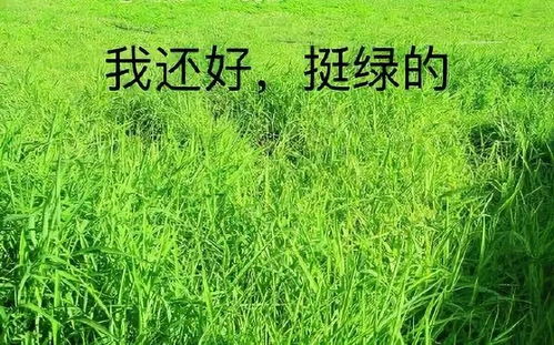 听说这是今年最火的表情包,你绝对想不到