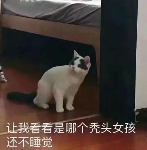 明知熬夜伤身,为何依旧乐此不疲