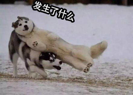 打企鹅表情包走路