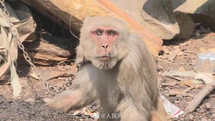短尾猴闹事被抓表情亮了