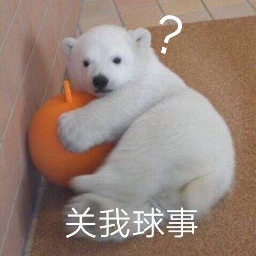 可爱小表情包熊和熊猫