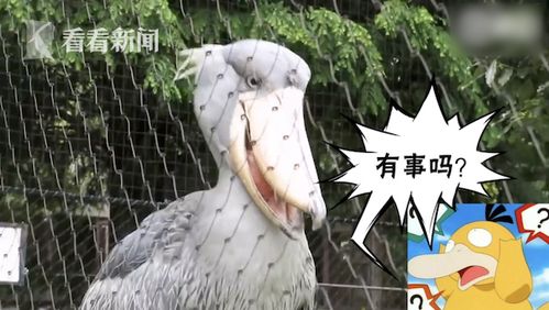 鲸头鹳张嘴散热成表情包网友目瞪口呆.jpg