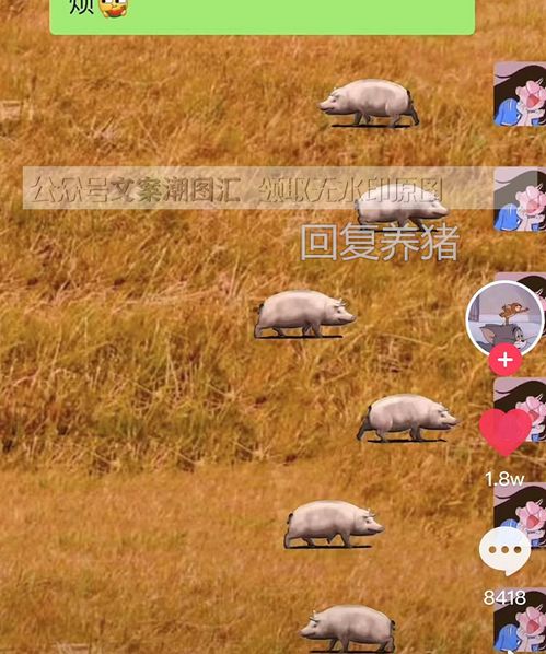 养猪表情包微信养猪动态图图片表情包动态聊天抖音热门