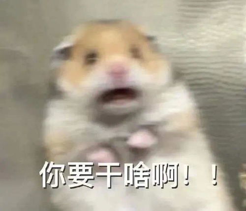 adobe软件列表表情包小仓鼠