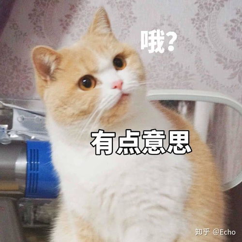 有没有适合情侣间聊天发的表情包