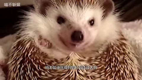 8只小刺猬找不到妈妈,全部爬到猫咪身上,猫咪表情真销魂