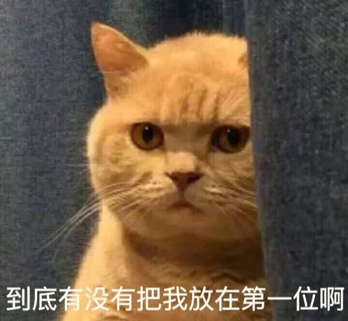 一波最近很火的喵星人表情包
