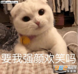 在吗出来饮酒喝酒派大星表情包图片抱紧我的猪宝贝表情包下载乐游网游戏下载