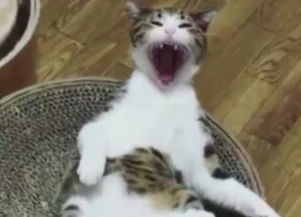 猫咪张大嘴打哈欠,打完后一脸正经,这前后差别也太大了吧