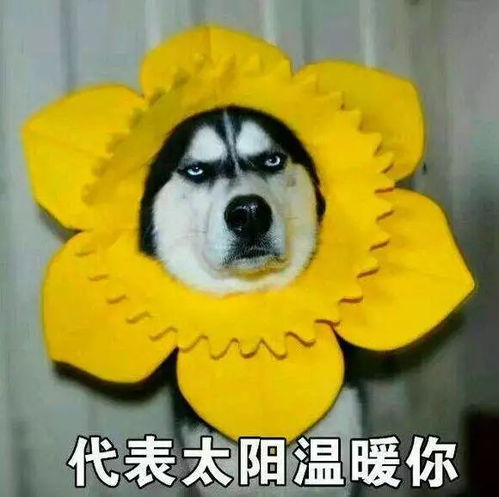 邪恶的笑容表情包难觅