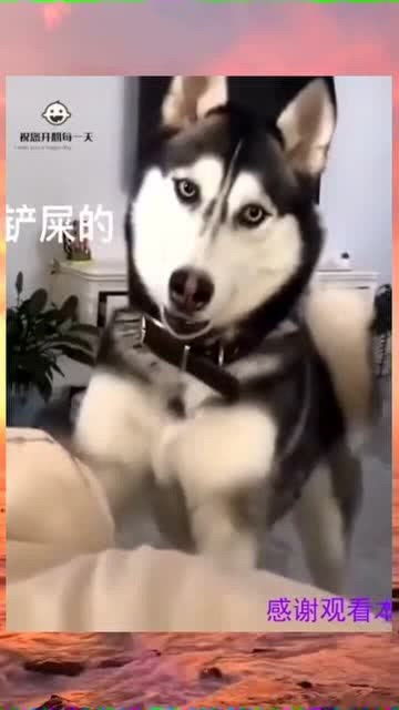 哈士奇今天我就是要出去玩,上帝也拦不住