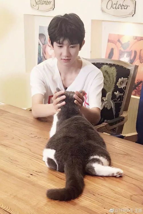 猫咪挠痒痒表情包王源