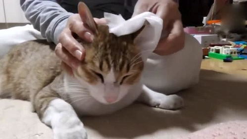 主人用涂料滚子给小猫挠痒痒,小猫很不高兴但是没办法,逗死了