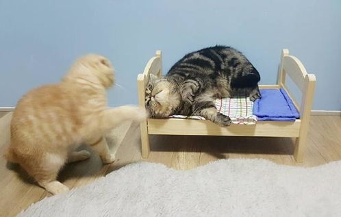 两只猫抱一起表情包两只