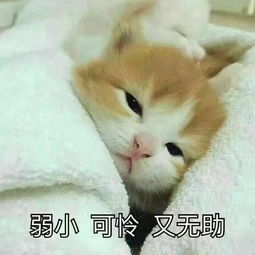 为什么很多人聊天都喜欢用猫咪表情包附最全猫咪表情包