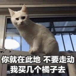 手机上千奇百怪的表情包,都是哪来的看完笑出腹肌