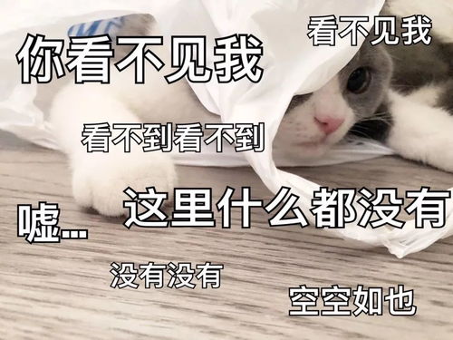 偷我表情包看不见我