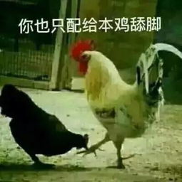 鸡年当然要用鸡的表情包啦搜狐