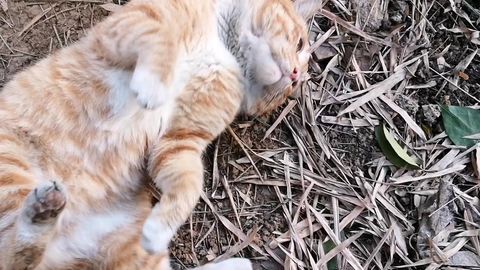 帮橘猫挠痒痒