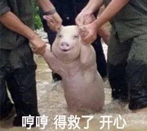 新晋表情包网红猪,最近微信朋友圈微博都被这只猪刷屏了....