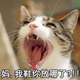 最近很火的表情妈