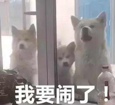 小主人作业太多,气得狗子差点跑去学校找班主任谈心