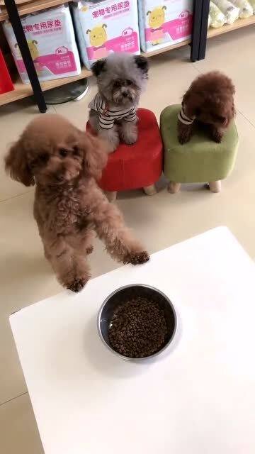 当狗子看到自己的狗粮变成了钱,会是什么反应看这小表情