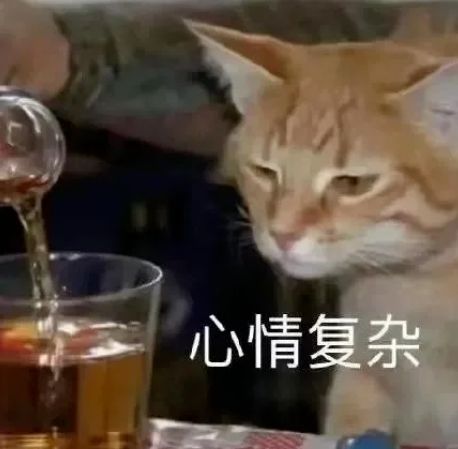 官方猴子与猫和谐相处小猫可是我想离开猴山,可以吗猫咪流浪猫小动物网易订阅
