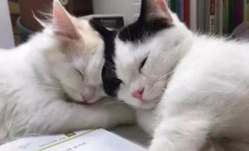 两只小奶猫陪主人写作业,没忍住睡着了,小表情太萌,网友羡慕