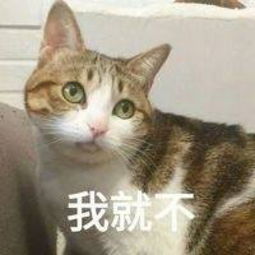 表情包我超可爱堆糖,美好生活研究所