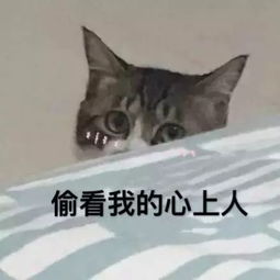 向苍天认输表情包