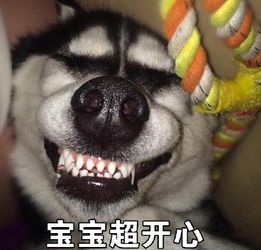 简单表情包图片哈士奇