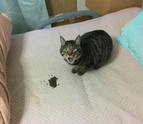 猫咪在床上发现一坨脏东西,表情慌得一批主人,这型号不是我的