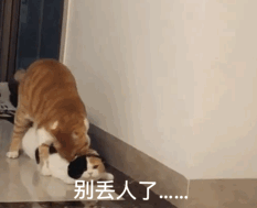 沙雕的动图表情增加了