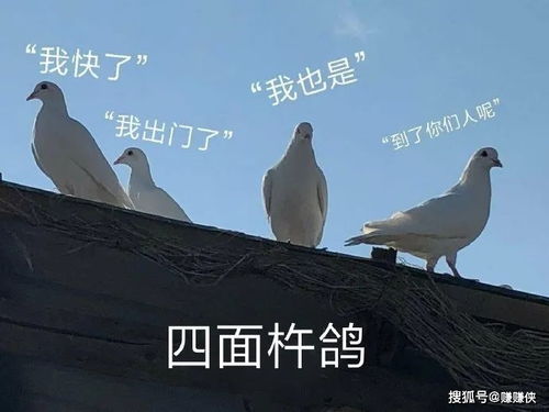 表情包动态图片gif最新热门搞笑,笑到肚子疼