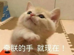 可爱的喵喵表情
