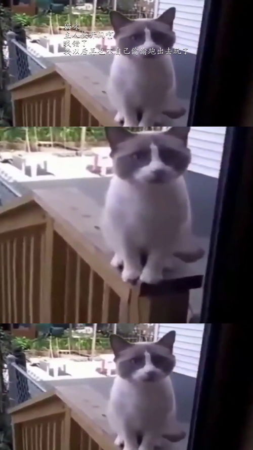 猫咪主人快开门啊,我错了,我以后再也不自己偷偷跑出去玩了