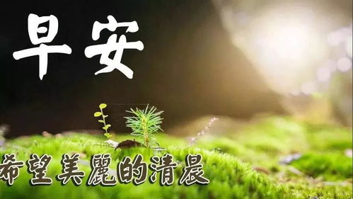 早上好表情包 风景问候语