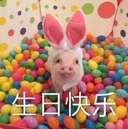 罗熙生日快乐表情包过生日