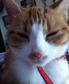 橘猫经常跑出去遛弯以为只是去玩,直到一天它背回一封信