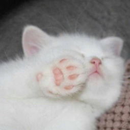 猫咪图片加名字