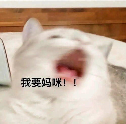 求妈妈的宝贝用的表情包