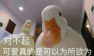 王思聪斥重金买鸭子,新的宠物届名媛要诞生了吗