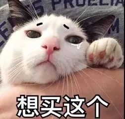 圣达地板喵星人的家,美cry主人,赶紧铺木地板啊