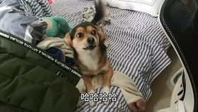 萌宠系列狗狗太胖坐不下,最后的小表情太委屈啦哈哈