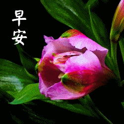 最漂亮早上好动态表情图片大全,早上好动图美图大全
