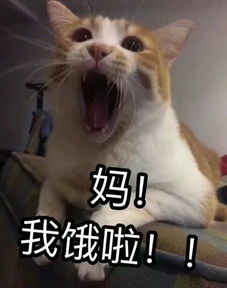为了吃的,猫真的什么都能干得出来