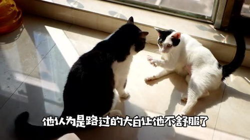 给猫狗挠痒痒的不同反应,狗假装没感觉,猫咪居然最后打起架来了