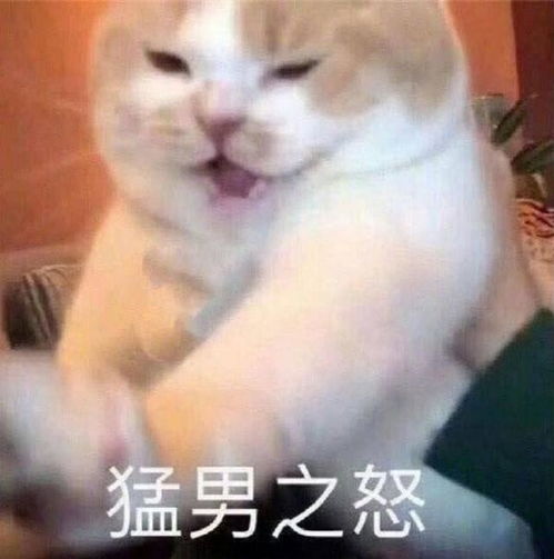 斗图表情包合集哥哥,我投降